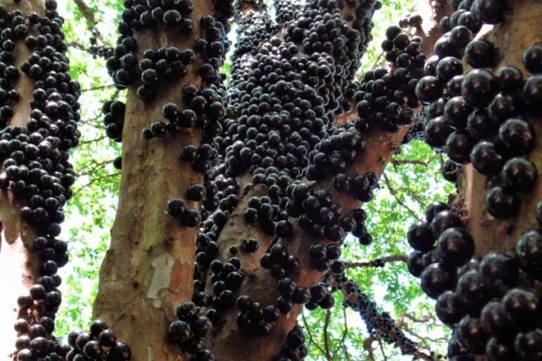 Produtores de Casa Branca (SP) reinventam cultivo de jabuticabas