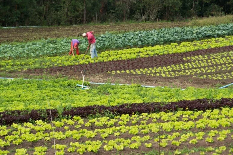 Estudo mostra retorno de mais de 50% para cada real investido em compra de alimentos da agricultura familiar