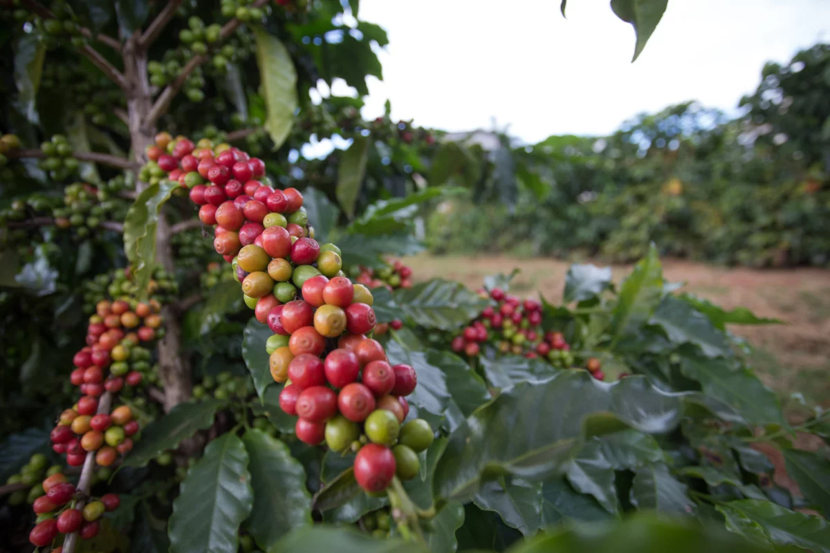 café; cafezal MG; Minas Gerais Foto Tony Oliveira