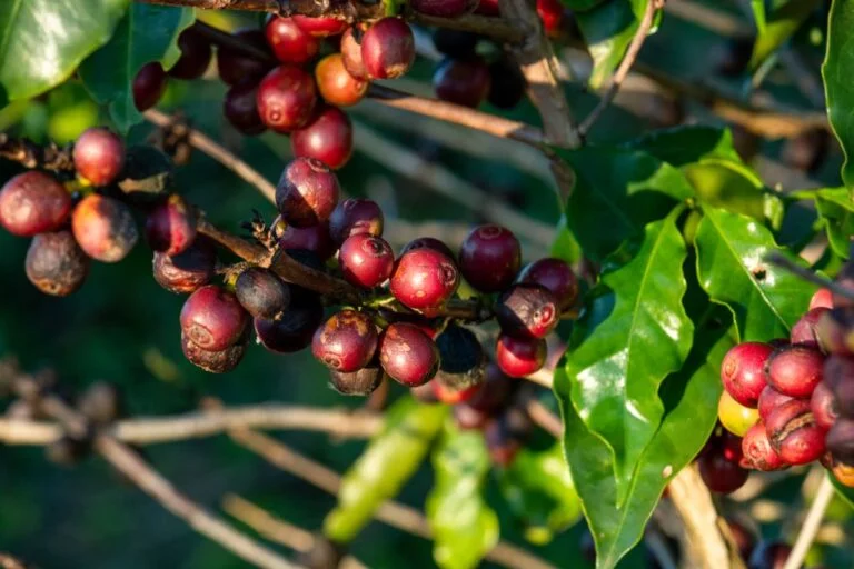 União Europeia classifica Brasil como país de risco padrão para desmatamento