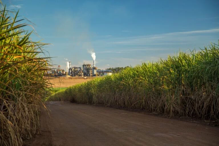 Unica: Centro-Sul processa 17,725 milhões de t de cana na 2ª quinzena de abril