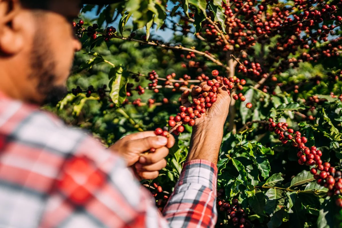 Colheita do café puxou desempenho positivo da agropecuária - Foto: Adobe Stock