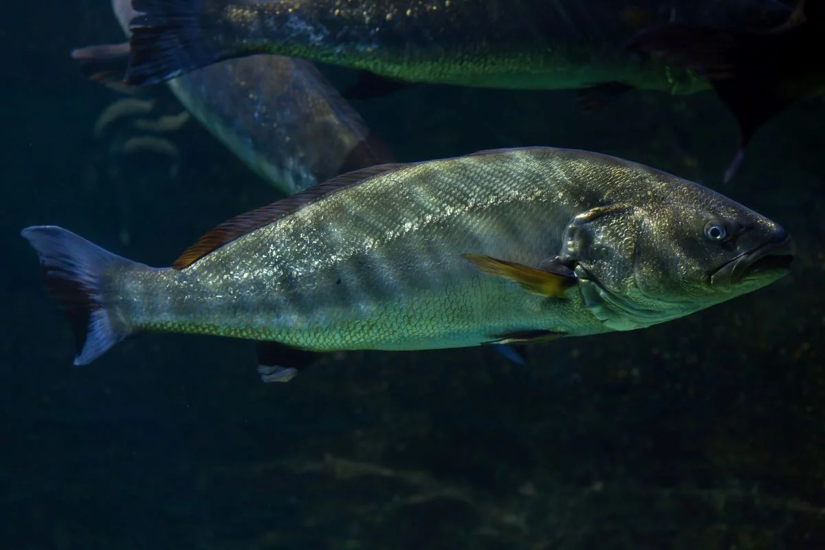 Corvina é uma das espécies que podem ser comercializadas - Foto: Adobe Stock