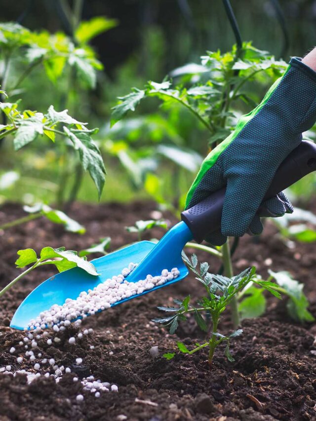 Fertilizantes: a base para colheitas fartas