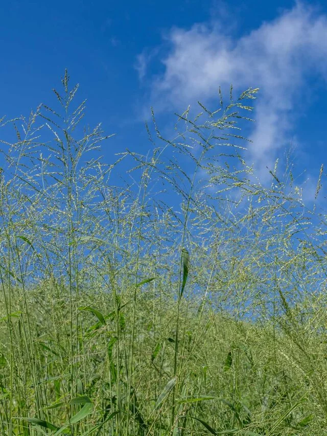 Saiba por que a adubação verde é a escolha inteligente para aumentar a produtividade