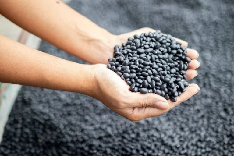 Alta de 20% na produção de feijão-preto pressiona valores no campo