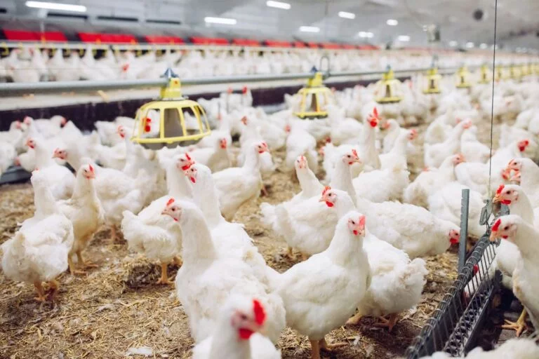 Frango ganha força sobre carne suína, mas perde espaço para a bovina