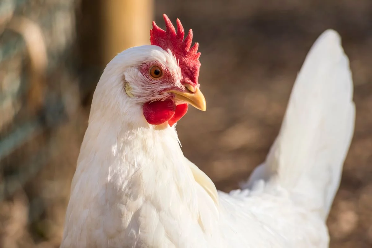Foto: Adobe Stock