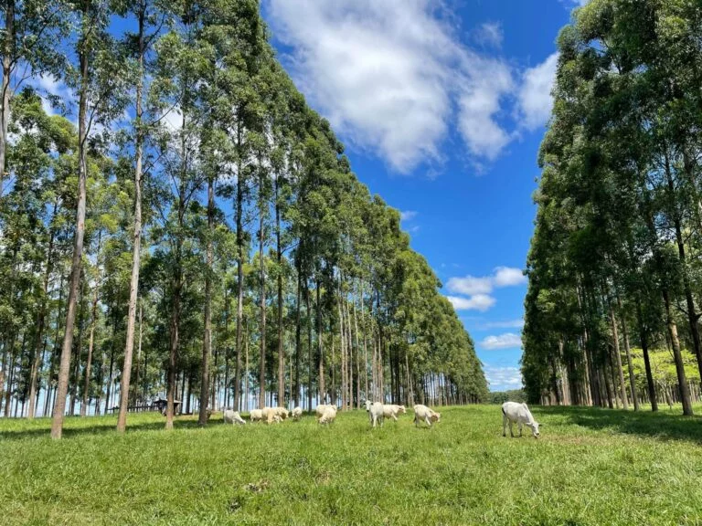 Agropecuária e restauração florestal: aliança estratégica para o futuro do campo brasileiro