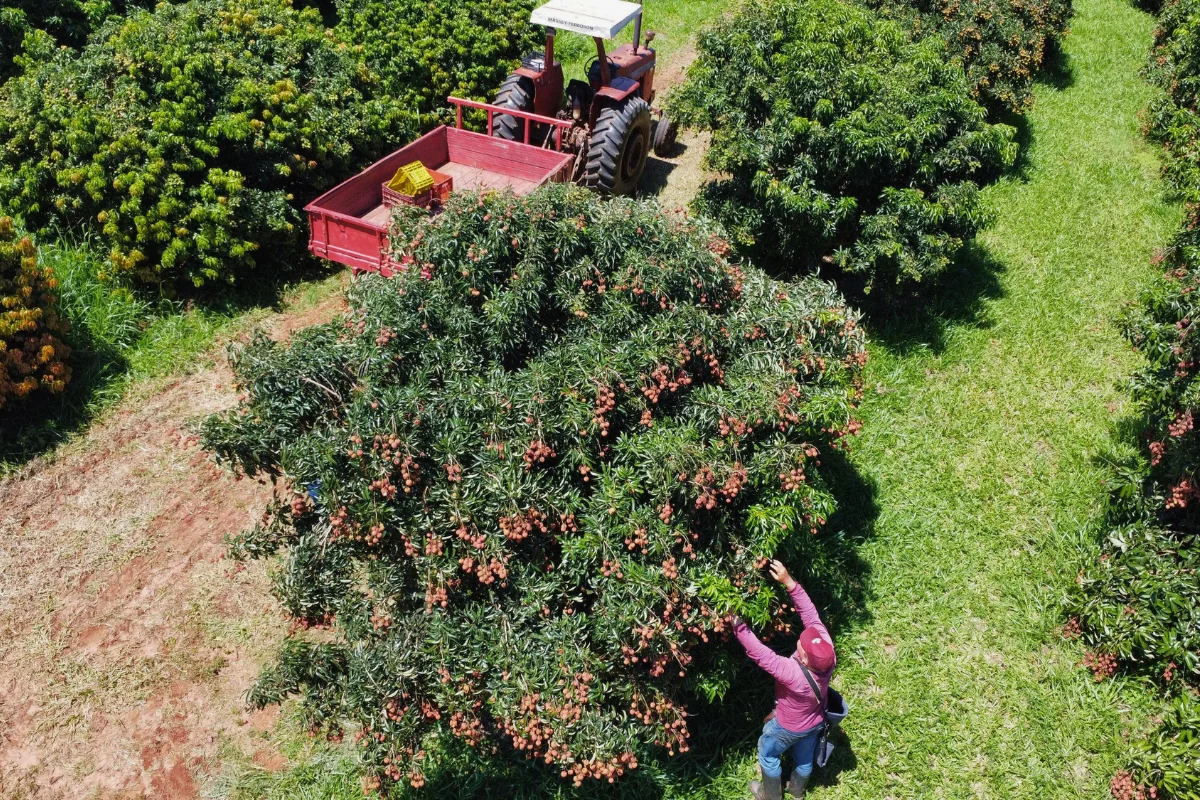 pomar de lichia