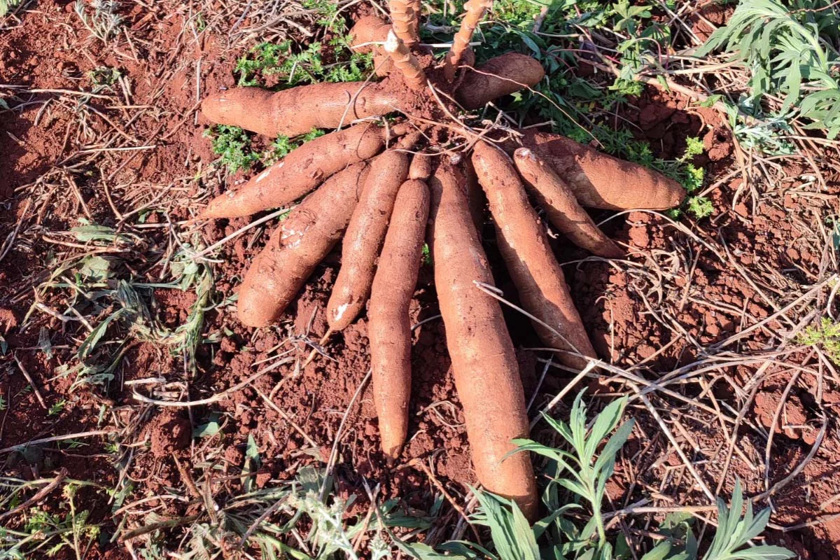 Foto: IDR-Paraná/Divulgação