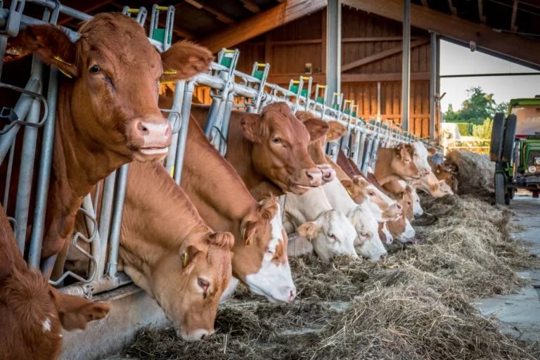 Declaração Anual de Rebanho vai até 30 de junho na maioria dos estados