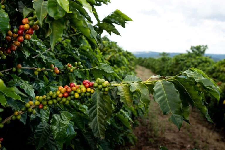 Colheita do café conilon começa no ES com expectativa de novo recorde