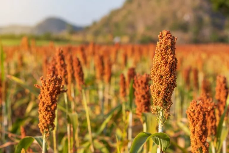 Mapa publica zoneamento agrícola para o sorgo
