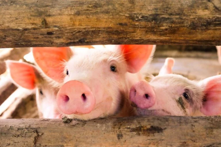 Vacinas contra EPS reduzem antibióticos em suínos e geram economia de 69%, indica pesquisa