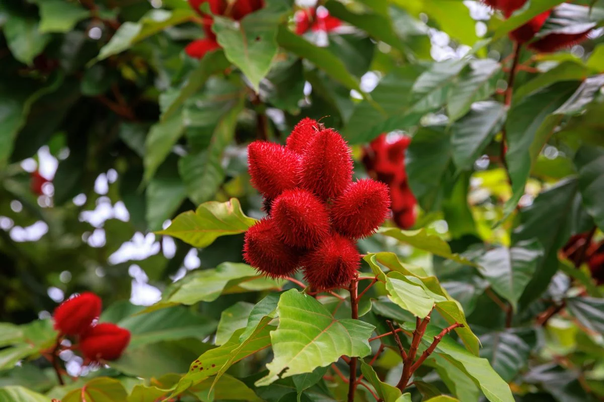 Região oeste de São Paulo é a maior produtora brasileira do urucum, fruto usado nos experimentos com ovinos - Foto: Adobe Stock