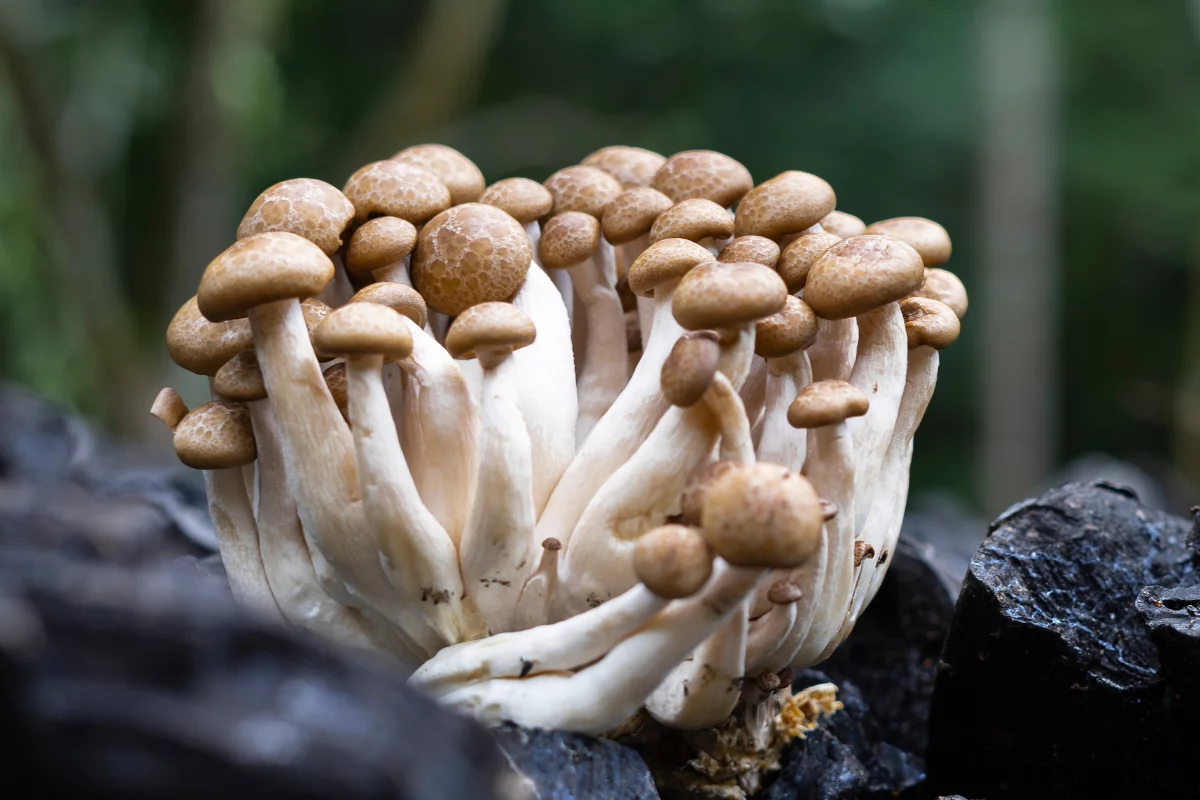 Foto: Adobe Stock