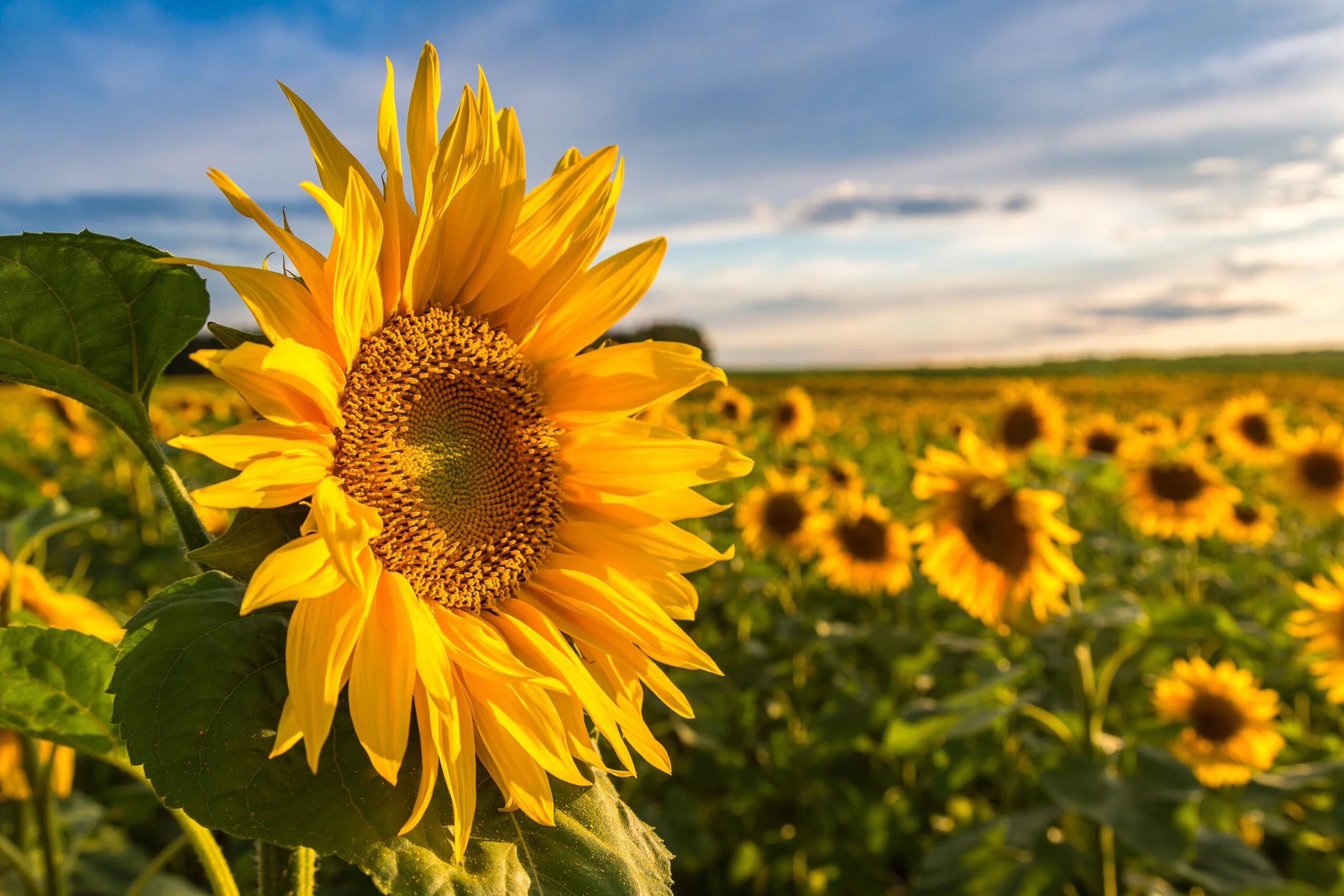 Foto: Adobe Stock