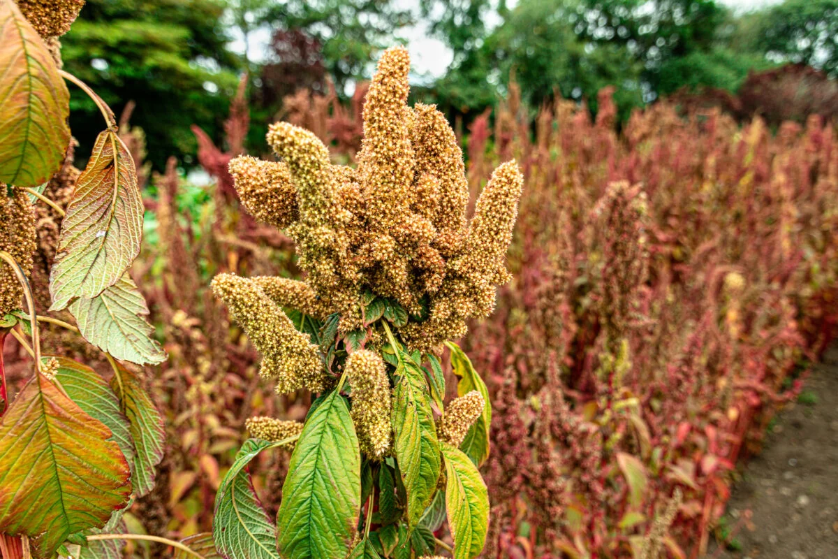 quinoa