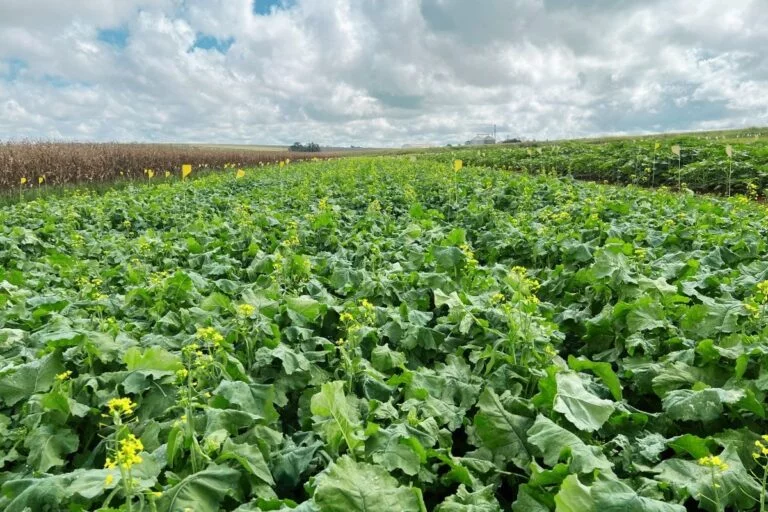 Embrapa aposta na canola tropical como alternativa para produção de biodiesel