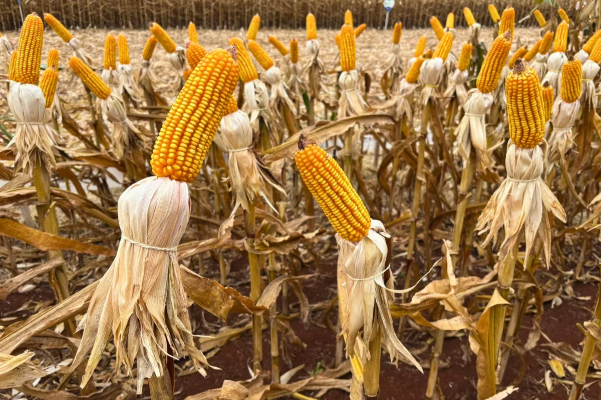 Foto: Daumildo Júnior/Agro Estadão