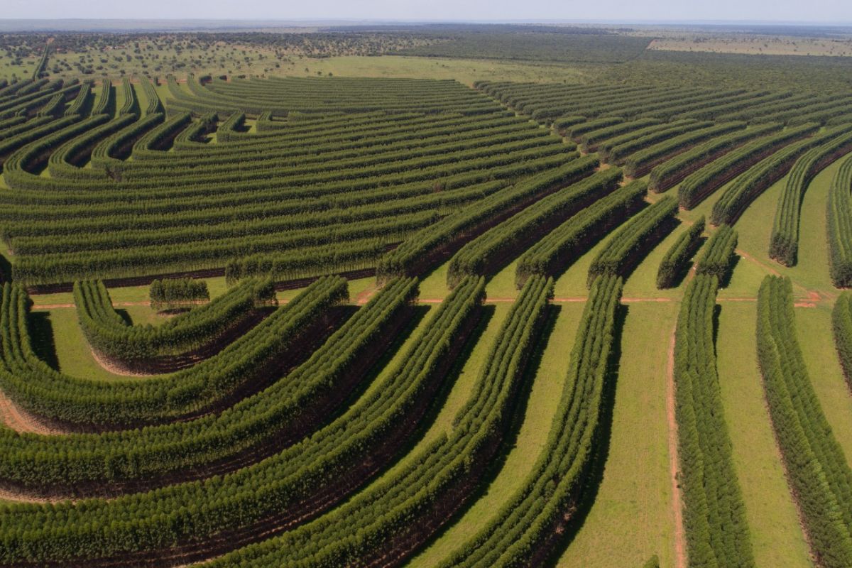 Fazenda Santa Vergínia, em Santa Rita do Pardo (MS), é um exemplo bem-sucedido de integração floresta, pastos e animais. Foto: grupo Brochmann Pollis/Divulgação