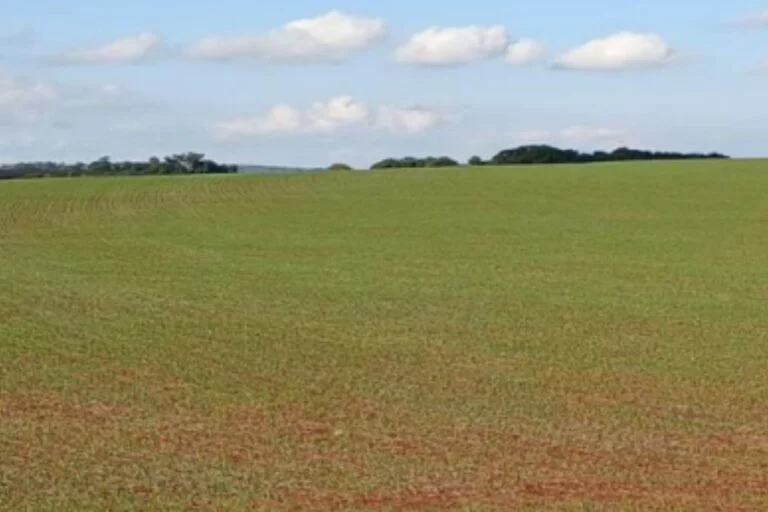 RS: área de trigo deve recuar quase 10% na safra de inverno 2025
