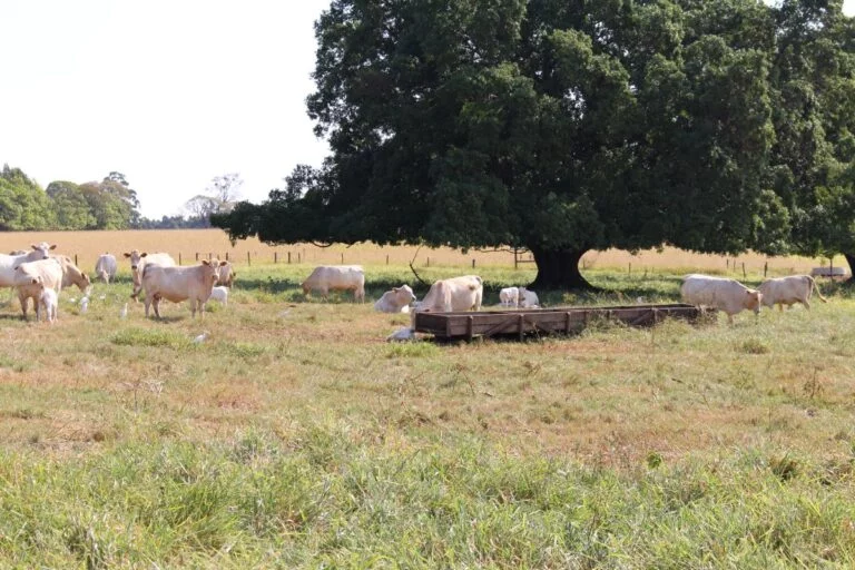 Fapesp aprova projeto da Embrapa para monitorar pastagens degradadas