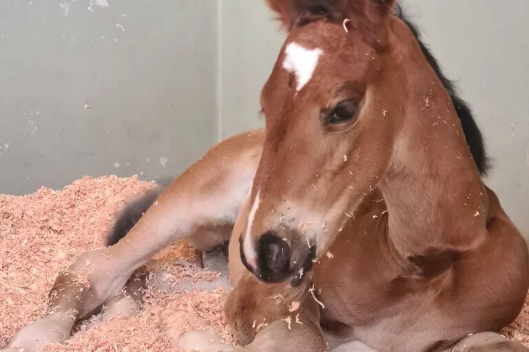 Interior de São Paulo registra primeiro clone de cavalo da raça BH