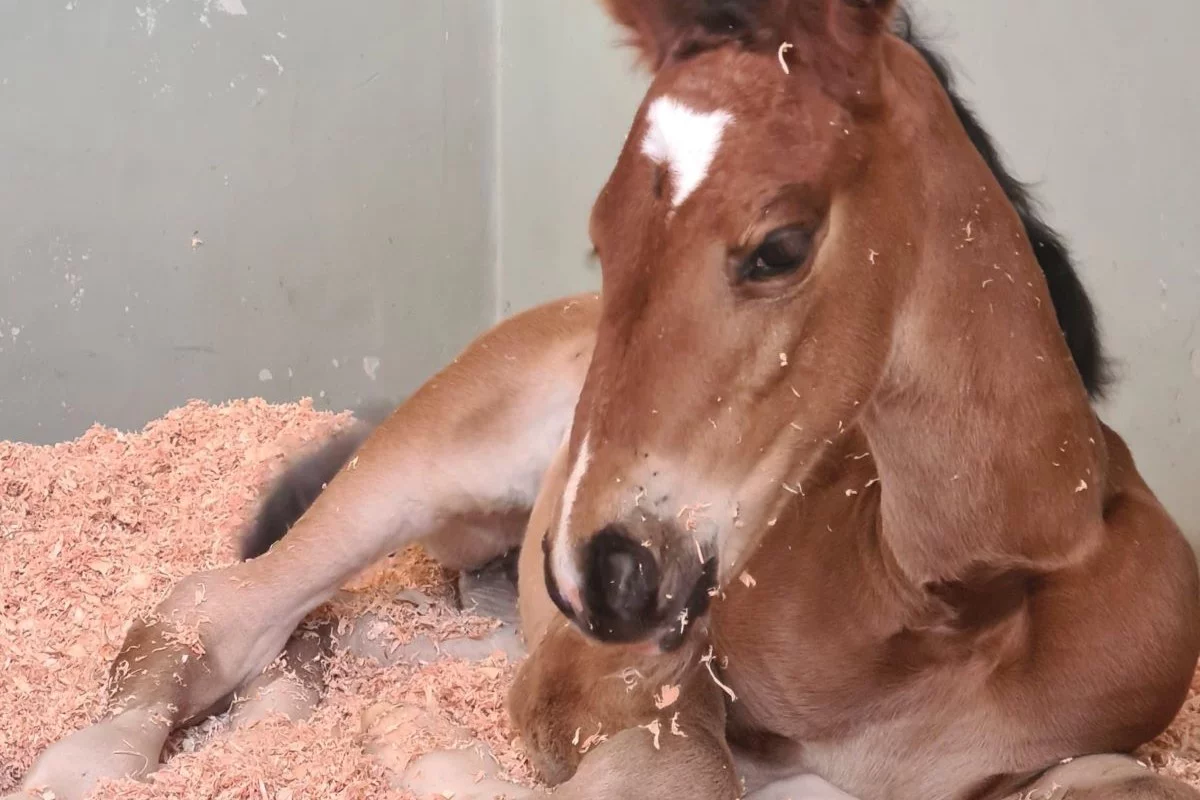 Magnólia Mystic Rose TN1 nasceu em outubro de 2024 e foi registrada agora em junho. Foto: Haras Rosa Mystica/Divulgação