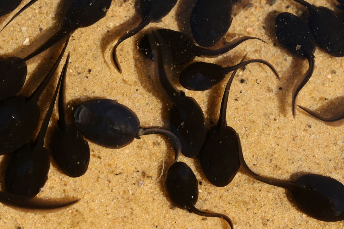 Nanotecnologia foi usada em pesticida capaz de proteger a saúde de anfíbios. Foto: INCT Nano Agro/Divulgação