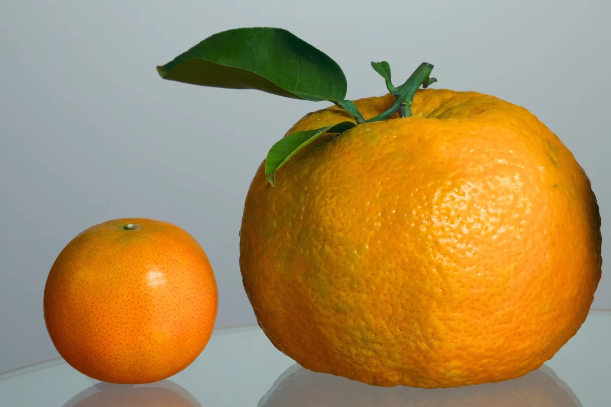 Foto: Adobe Stock