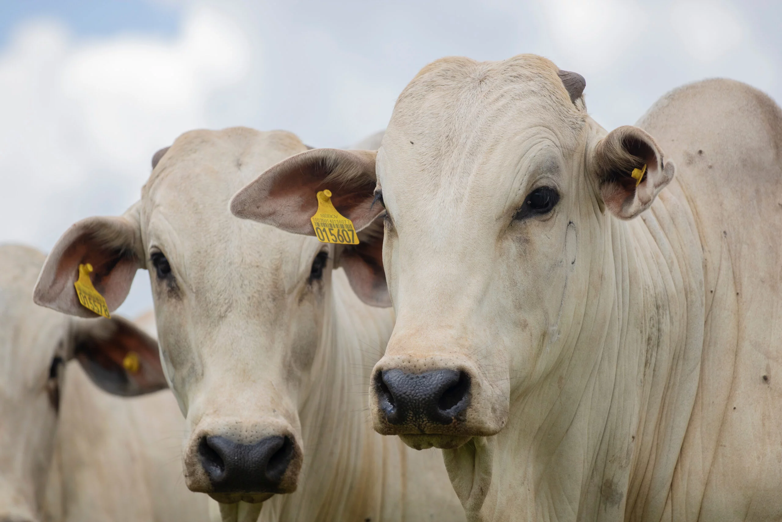 Gado Nelore ao livre em fazenda no interior de São Paulo – Brasil. Touros Nelore em pasto.