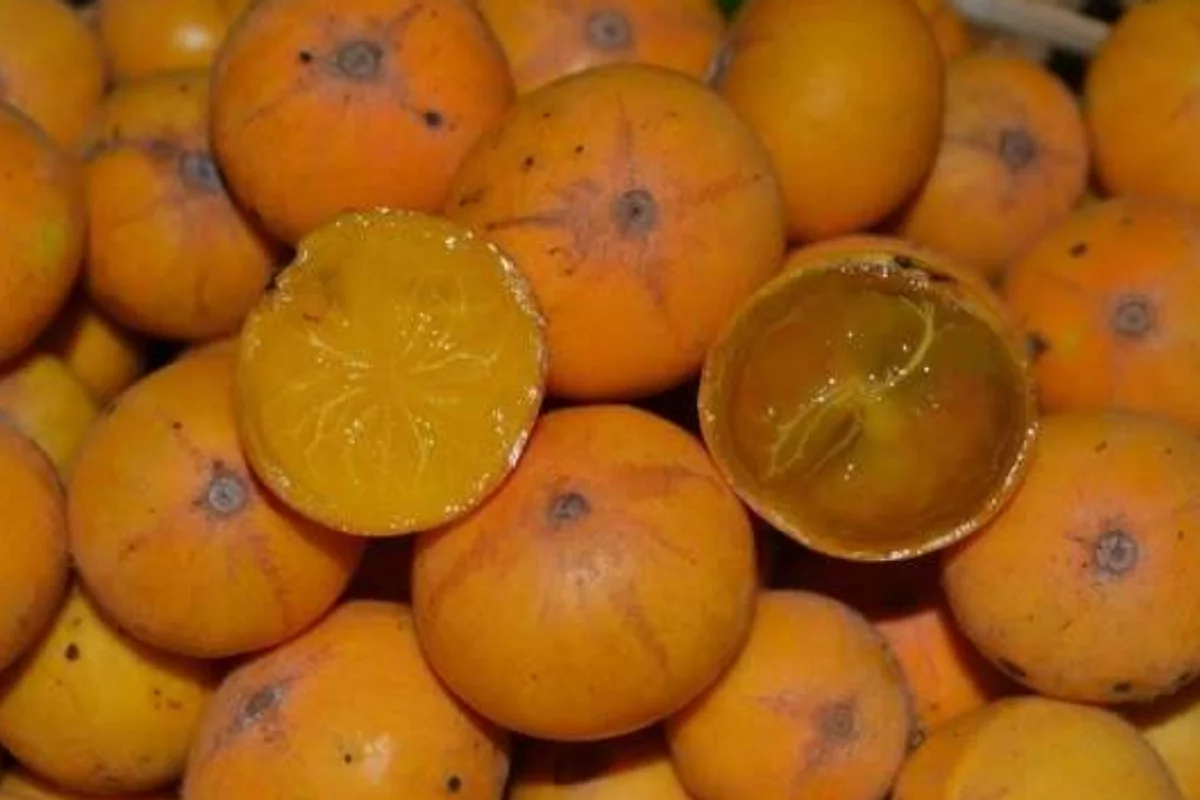 Foto: Adhemar Gomes da Silva Neto/Frutas Raras