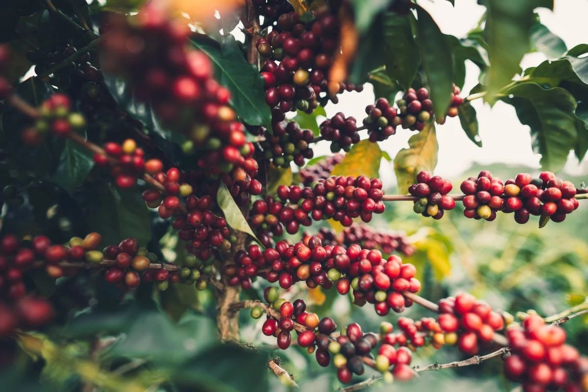 Torrinha é ligada à produção de café desde o século XIX - Foto: Adobe Stock