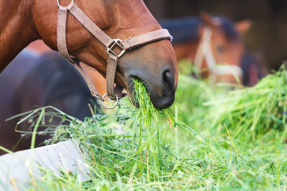 Nutrição é um dos pilares fundamentais para os equinos - Foto: Adobe Stock