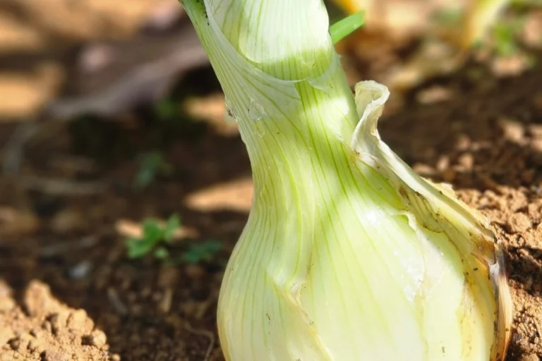 Embrapa apresenta cebola precoce e resistente a altas temperaturas