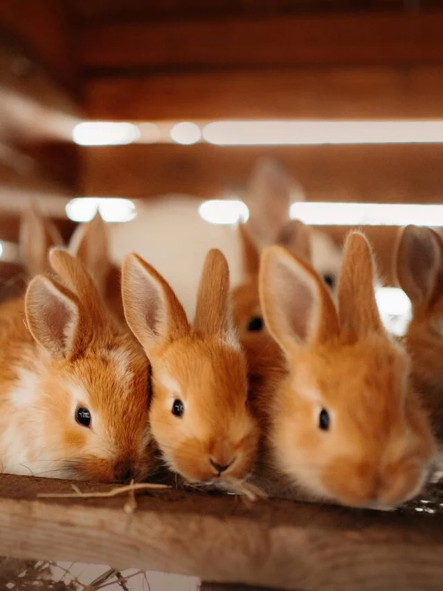 Criação de coelhos: o mercado em expansão que poucos conhecem