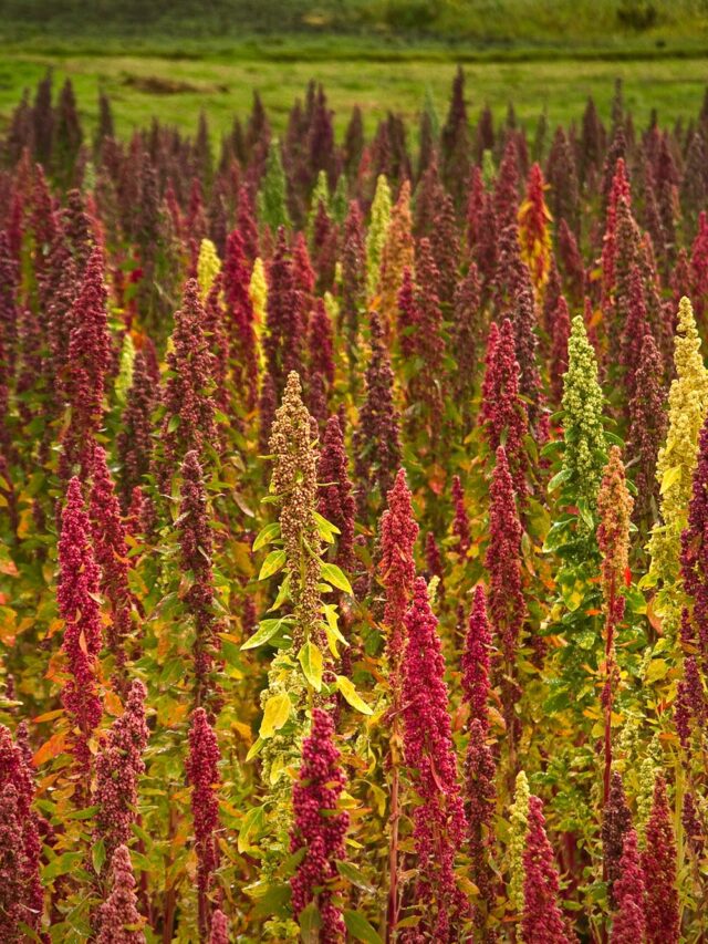 Quinoa: o superalimento andino que chega ao Cerrado brasileiro