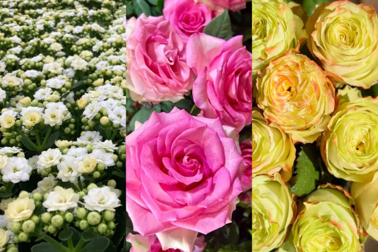 Conheça histórias de casais floricultores que investiram no setor motivados pelo amor