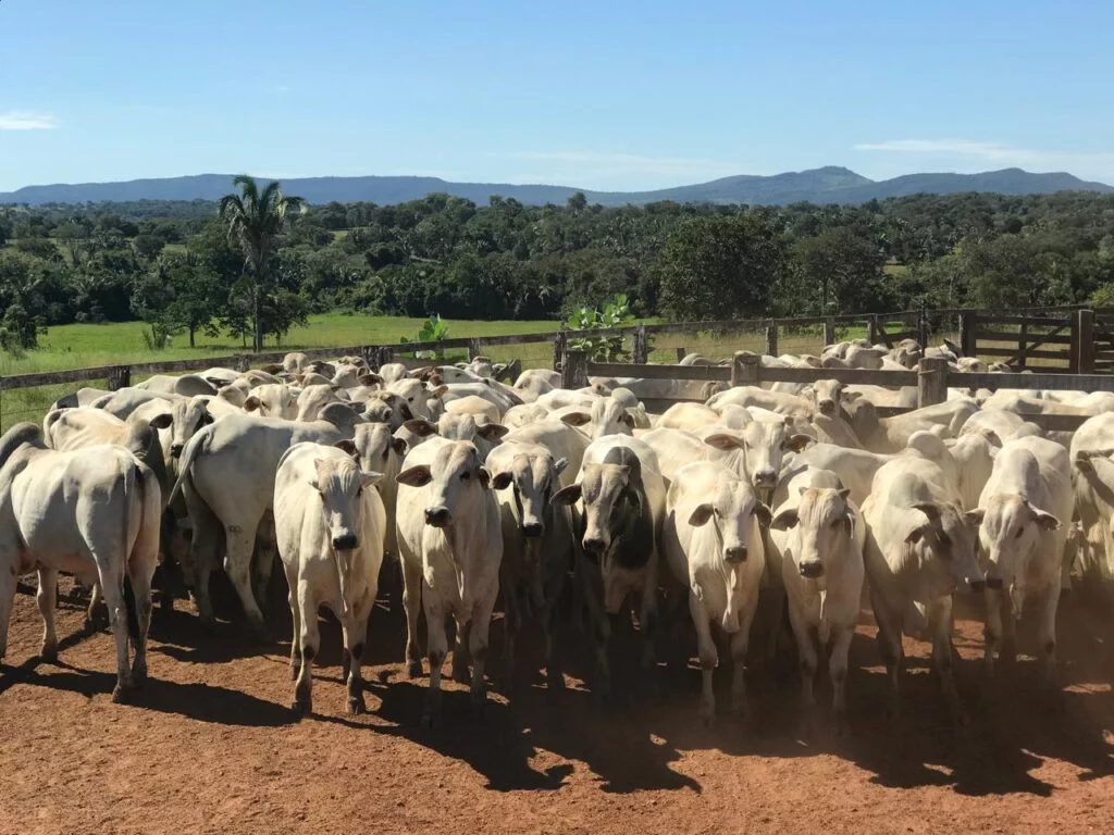 Foto: : Bruno Rodrigues/Agrodefesa