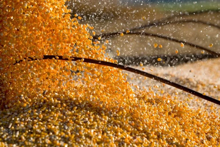 AgRural: colheita da 2ª safra de milho no Centro-Sul atinge 1,3%