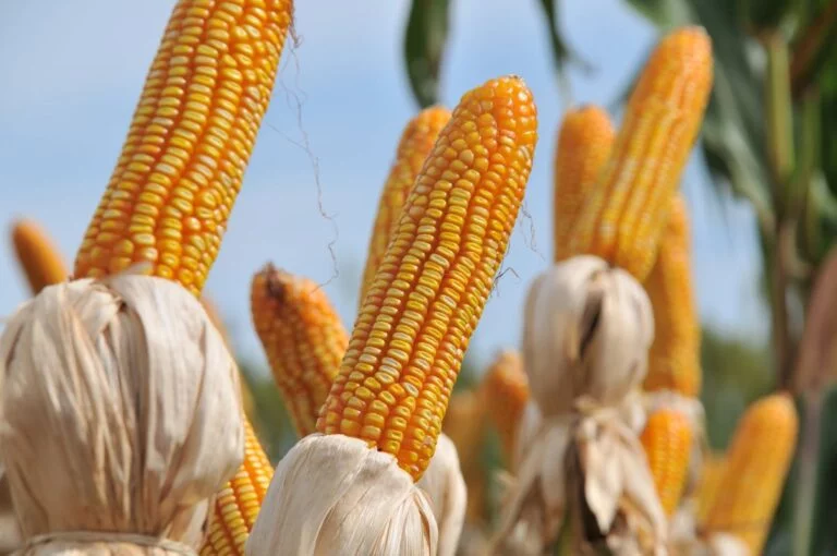 AgRural: colheita da safrinha de milho avança, mas umidade ainda segura ritmo