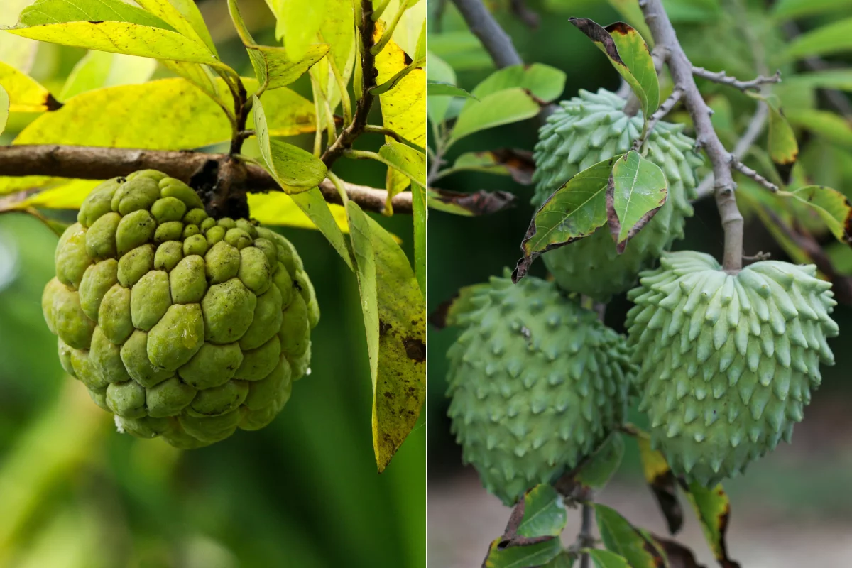 Pinha (esq.) e atemoia (dir.). Foto: Adobe Stock