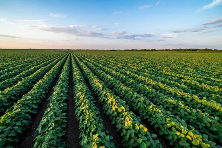 CNA prevê Valor Bruto da Produção de R$ 1,52 tri em 2025, alta de 12,3% ante 2024