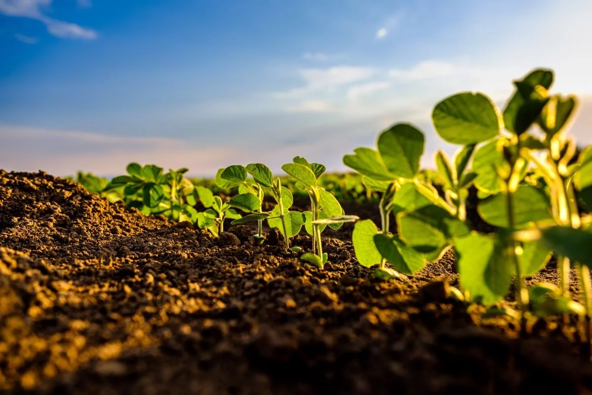 Soja representou 62% das aplicações de bioinsumos na safra 2024/25 - Foto: Adobe Stock