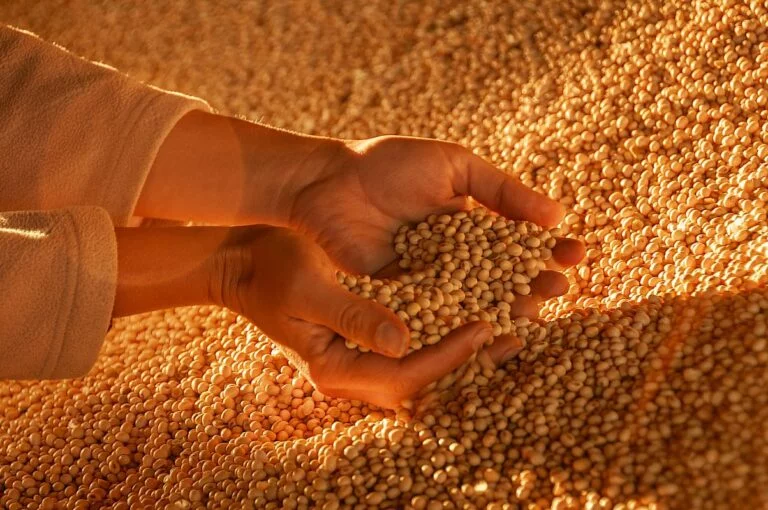 IBGE: estoque de produtos agrícolas era de 36 mi de t ao fim do 2º semestre de 2024