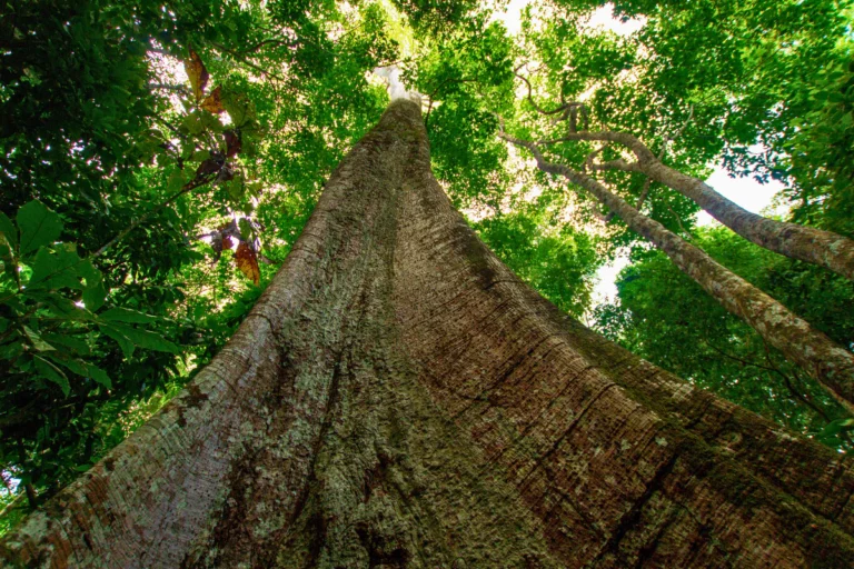 A mãe das árvores: saiba mais sobre a palmeira-sumaúma