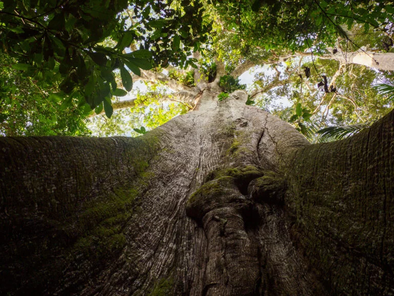 JBS pretende restaurar até 3 mil hectares em Rondônia