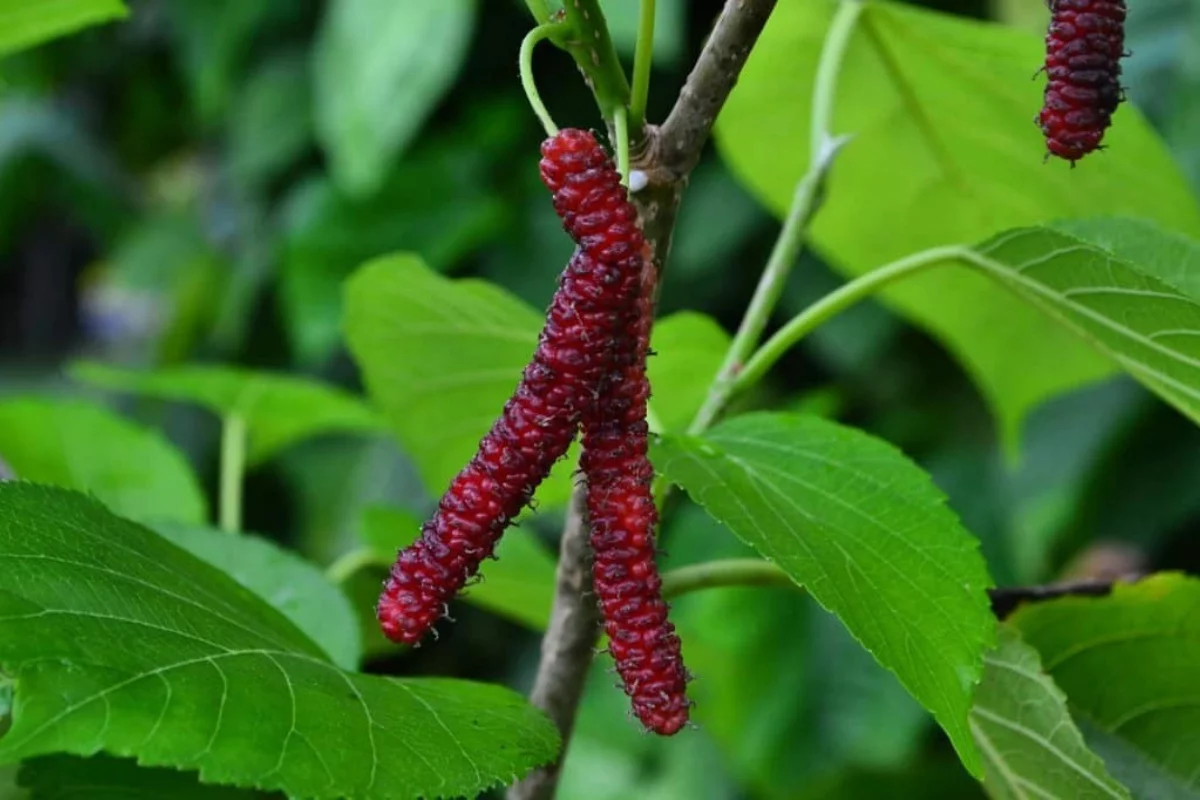 frutas raras